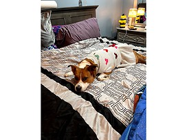 Gertie my ESA dog