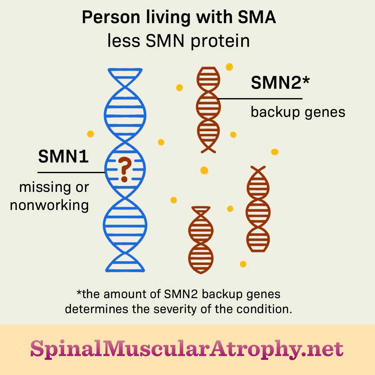 SMA is due to missing or non-working SMN1. The severity of SMA depends on the amount of SMN2 genes.