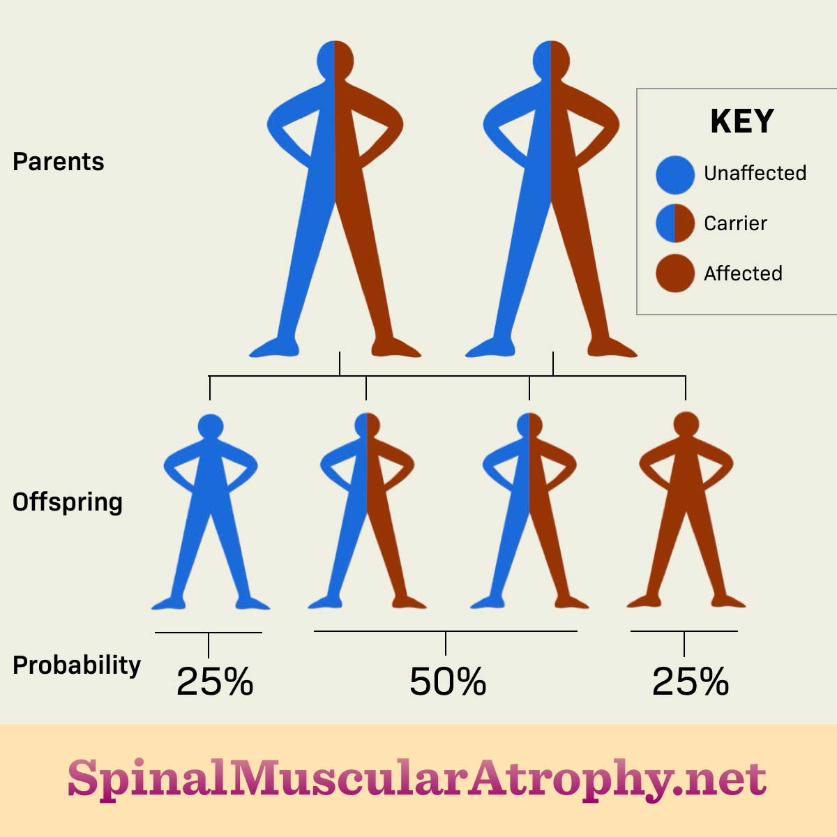 When parents are carriers, there is a 25% chance of SMA, a 50% chance child will be a carrier, and a 25% chance unaffected.